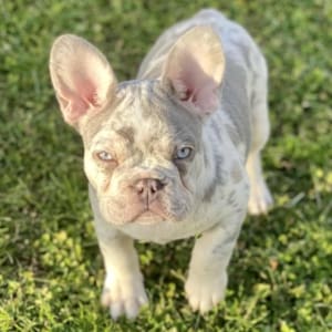 Merle French Bulldogs for sale
