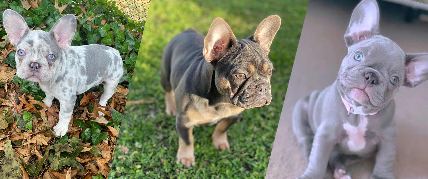 Lilac Merle Frenchie for sale Lilac Merle French Bulldog puppies for sale
