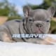 lilac tan French bulldog puppies for sale