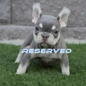 Lilac Tan Frenchie Puppy for sale