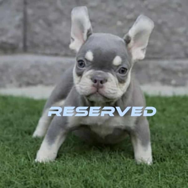 Lilac Tan Frenchie Puppy for sale