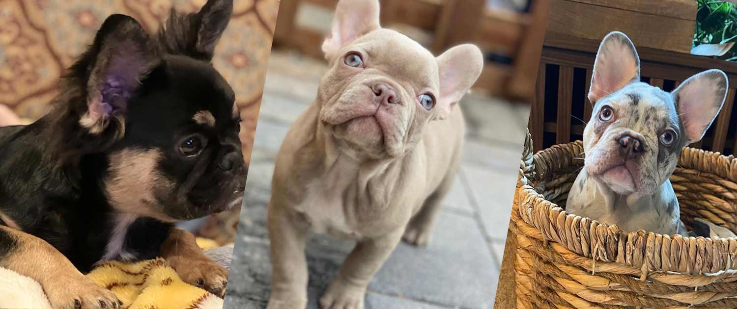 Rare French bulldog colors | Frenchie colors and prices | breeders