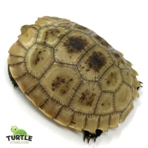 baby tortoise for sale
