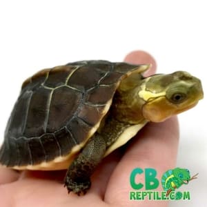 where to buy baby turtles