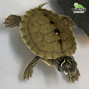 water turtle for sale