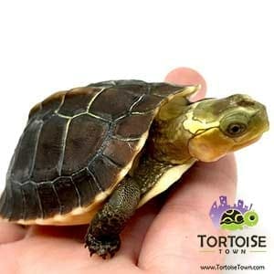 turtles for sale online