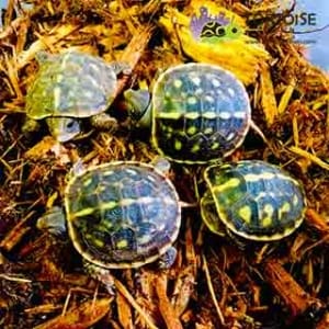 box turtles for sale