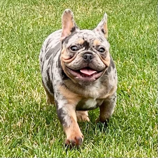 Merle French Bulldog Puppies for sale | Merle Frenchie Breeders