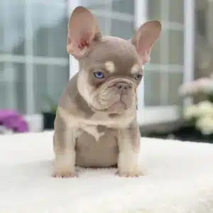 Frenchie puppy for sale