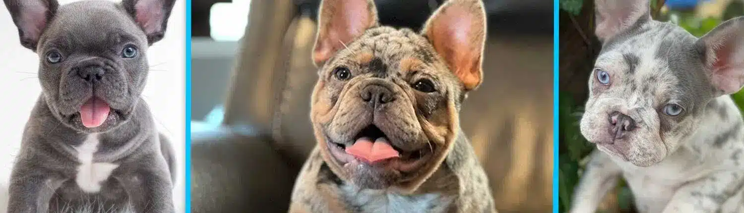 French bulldog for sale near me