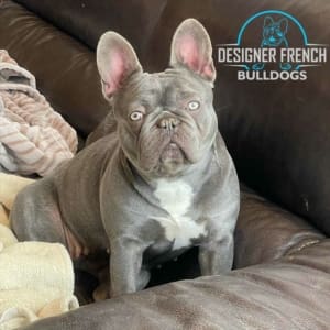 Frenchie dog price