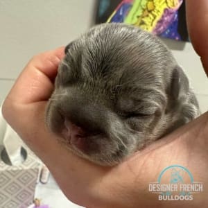 Frenchie Puppy for sale FL