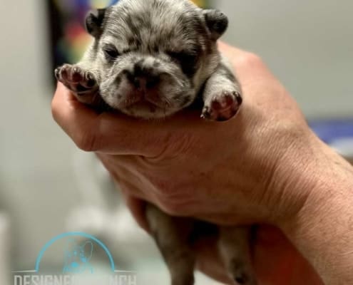blue merle frenchie puppy