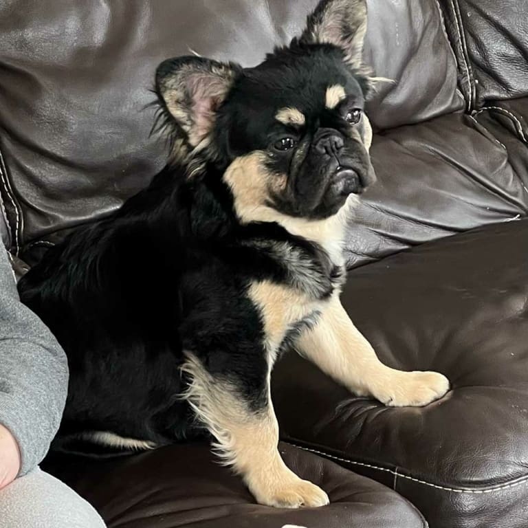 Fluffy French Bulldogs for sale | Fluffy Frenchie puppies near me