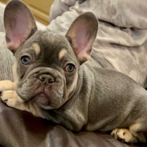 French Bulldogs for sale FL