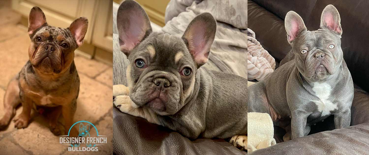 About Designer French Bulldogs Puppies Frenchies near me sale