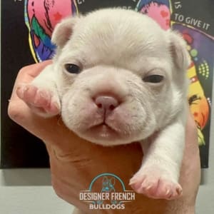Frenchie puppy price