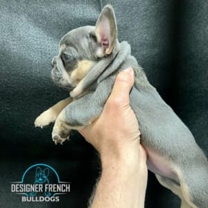 blue and tan frenchie cost