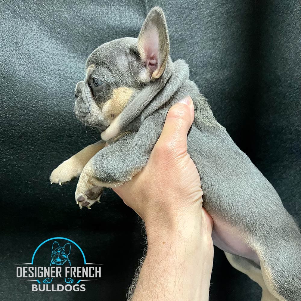 blue and tan frenchie puppy