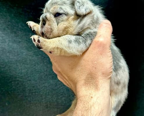 blue and tan merle frenchie puppy