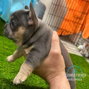 blue and tan frenchie
