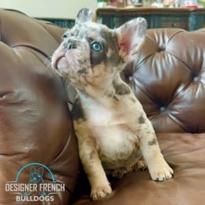 baby French bulldog for sale