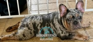 french bulldog size