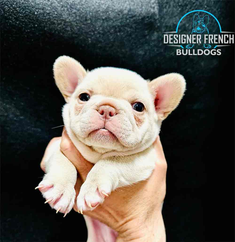 Frenchie color chart