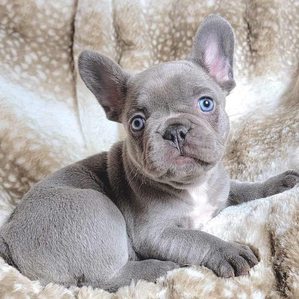 Lilac French Bulldogs for sale