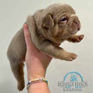 Isabella Frenchie puppies for sale