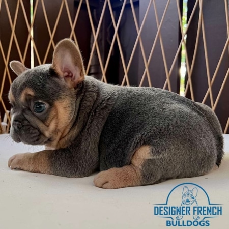Frenchie Puppies for sale GA