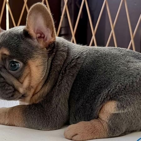Frenchie Puppies for sale Florida