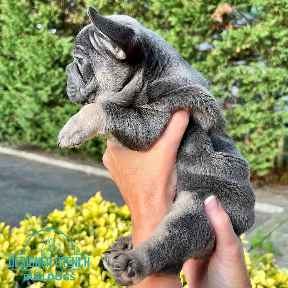 blue Frenchies for sale