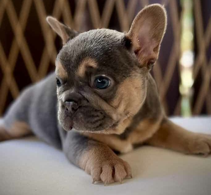 blue and tan Frenchie