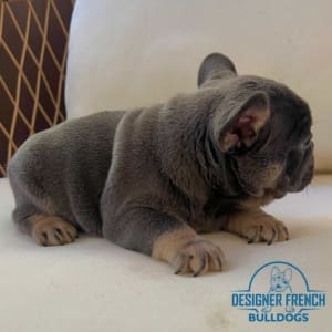 blue Frenchie puppies near me