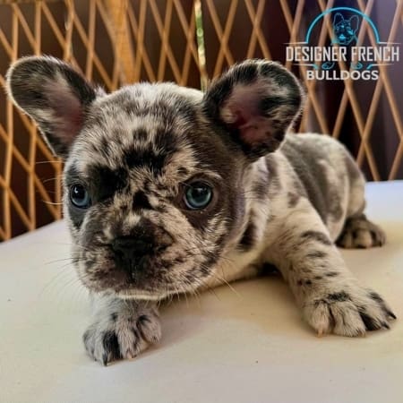 Frenchie Puppy for sale GA