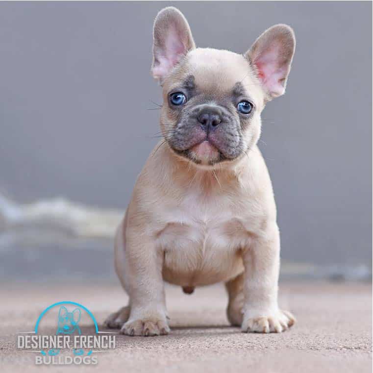 Fawn French Bulldog for sale