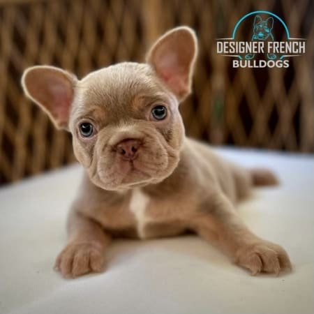 Isabella French Bulldog Puppy