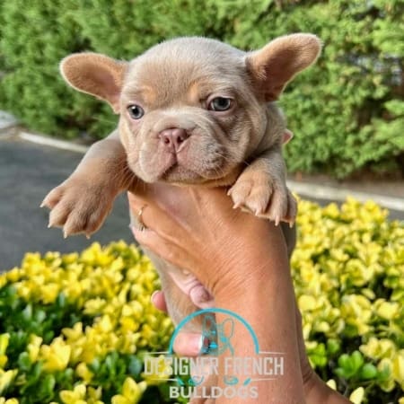 Frenchies for sale near me