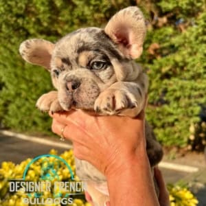 merle french Bulldog for sale