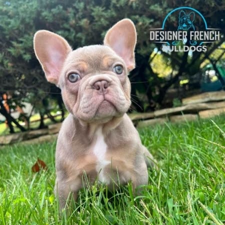Frenchiy for sale near me
