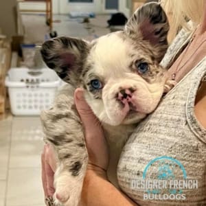 Fluffy Frenchies for sale