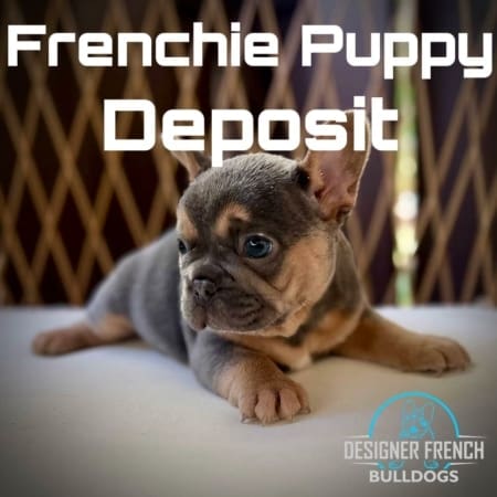 Frenchie puppies for sale near me
