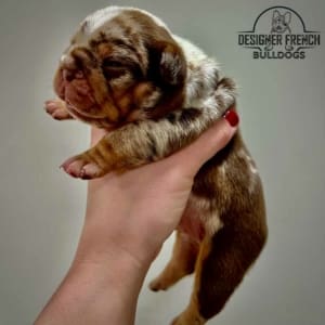 Rojo French Bulldog for sale