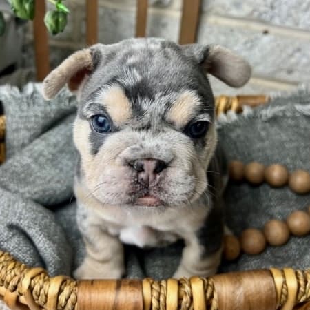 Merle french bulldog puppies for sale