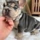 Blue and Tan Merle Frenchie puppy