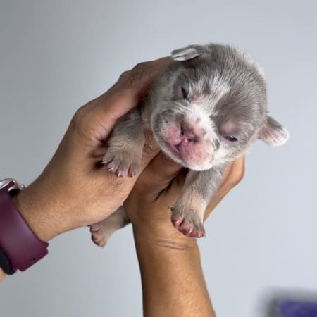 Lilac Merle french bulldog puppies