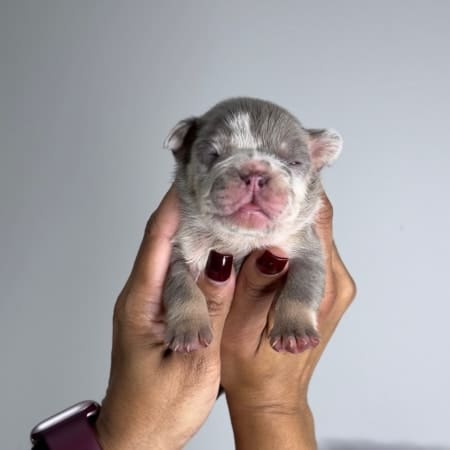 Lilac Merle Frenchie puppies