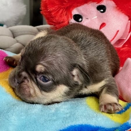 Chocolate french bulldog puppies for sale