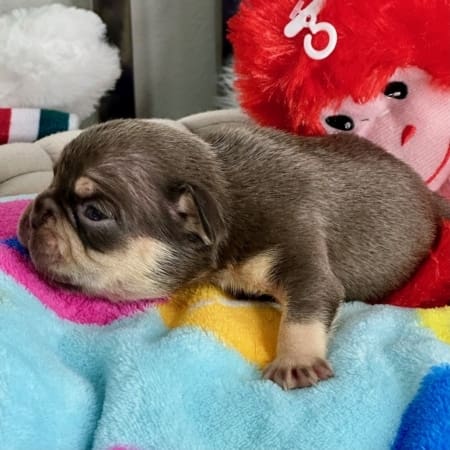 Chocolate french bulldog puppies for sale
